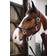 Kentucky Plaited Nylon Halter DB/AB 00F unisex