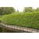 Thuja Brabant 100-125cm 10-pack