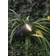 LightsOn Nova Bedlampe 11.5cm