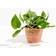 Golden Pothos