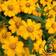 Mountain Valley Seed Company French Marigold