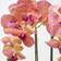 Homescapes Coral Orchid Artificial Plant