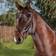 Collegiate Bridons équitation anatomique Weatherbeeta Comfitec Vogue Marron