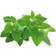 Click and Grow Smart Garden Refill 3-pak Krydderurtefrø
