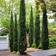 You Garden Pair of Italian Cypress Trees 14cm Pot