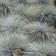 GardenersDream Festuca Intense Blue Grass