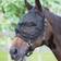 Harrys Horse Grime med fluemaske Full