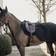 Kentucky Horsewear Riding Rug - Black