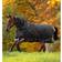 Horseware Amigo Bravo 12 Plus Turnout Blanket Black/Strong Blue/Black