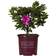 Encore Azalea Autumn Royalty Gallon Azalea of The Year Purple Flowering Shrub Sun Live