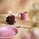 Iittala Teema Krus 30cl