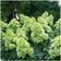 Proven Winners Limelight Prime Hydrangea Shrub