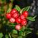 Coopers of Stortford You Garden 2L Potted Cranberry Vaccinium Pilgrim