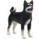 Mojo Shiba Inu hund, sort