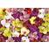 Educa Orchid Collage 1000 Pieces