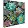 Trademark Fine Art Floral Succulents v2 Crop Poster