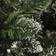 Premier Decorations Rocky Mountain Pine Green Julgran 210cm
