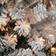 National Tree Company Acacia White Christmas Tree 70.8"