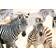 Castorland Puzzles 1000 elements Young Zebras