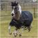 Bucas Irish Turnout Rug - Black/Gold