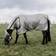 Kentucky Horse Fly Blanket Classic - Argenté