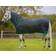 Horseware Amigo Insulator Plus Pony/ 200G fra