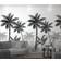 Marburg Palm Trees Plants (47204)