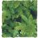 Zoo Med Congo Ivy Reptile Plant
