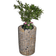 Gabiona Round Flower Column ∅37cm