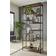 Landscape Acacia Black Regal
