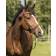 QHP Riding Bridle Devi - Marron