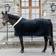 Kentucky Horsewear Fleece Heavy show-dækken Black unisex