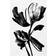 Pelcasa Black Flower Plakat 21x30cm