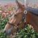 Kentucky Horsewear Control Halter Nylon - Noir