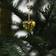 Nordic Winter 780-088 Gold/White Julgransbelysning 20 Lampor 20st