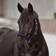 Horse Guard Diya 2.0 Halter Navy Blue