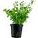 TROPICA Bacopa Compact Potte Blisterpakke