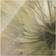 Klebefieber Soft Dandelion II Gold Wall Decor 30x30cm