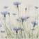 Klebefieber Cornflowers And Grasses In The Field White Decoración de Pared 30x30cm