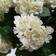 Leaf Hydrangea Potted White Artificial Plant