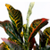 Mica Decorations Croton Green/Grey Artificial Plant