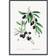 Poster Society Olive Branch Plakat 50x70cm