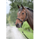 Shires Control Headcollar, Black Extra Full Black