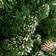 Premier Decorations Rocky Mountain Green Christmas Tree 180cm