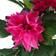 Leaf Dhalia Pink Artificial Plant