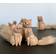 Andersen Furniture My Kitty Small Natural Oak Prydnadsfigur 7cm