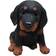 Hitseller Dachshund Puppy Sitting Black/Brown Dekorationsfigur 17cm