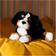 Gund Randle Dog Bernese Mountain 33cm