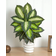 Nearly Natural Dieffenbachia Green Artificial Plant