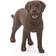 Schleich Labrador Retriever Female 13834